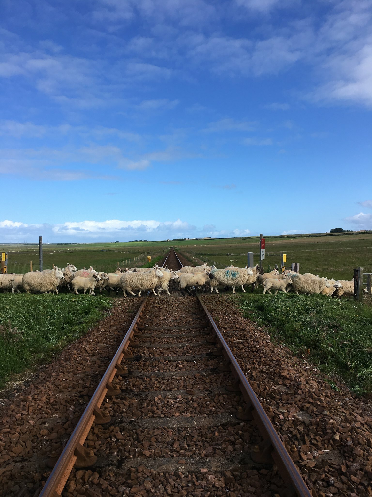 Sheep crossing the railway